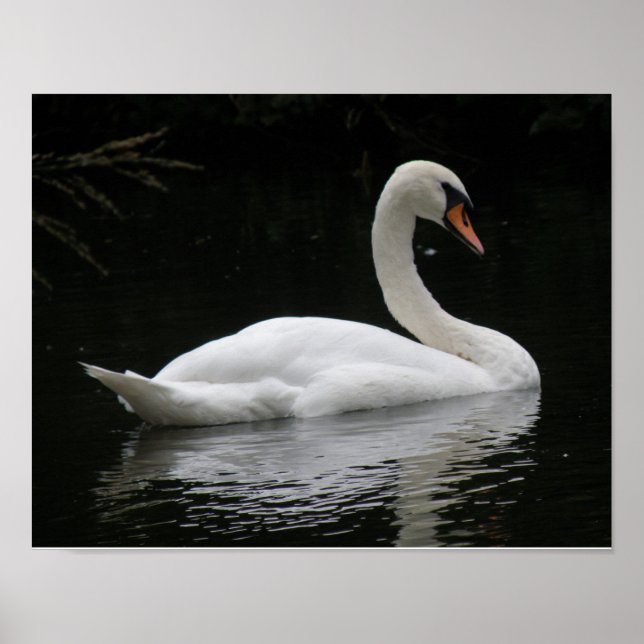 Graceful White Swan Poster (Front)