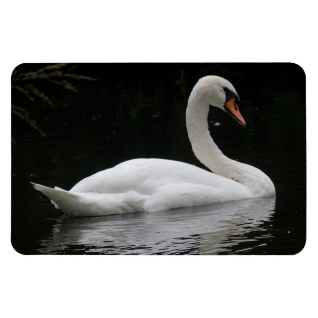 Graceful White Swan Premium Magnet (Horizontal)