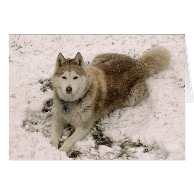 Gracie 2 Card (Front Horizontal)