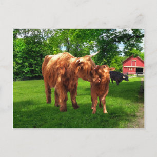 "Gracie & Her Calf" Postcard