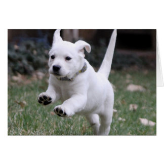 Gracie, le laboratoire jaune (blanc)