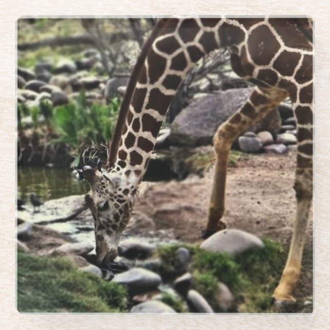Gracious Giraffe Glass Coaster (Front)