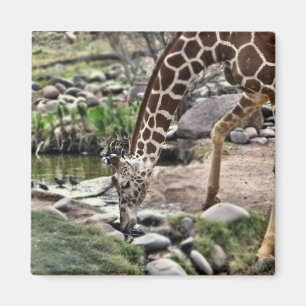 gracious giraffe magnet
