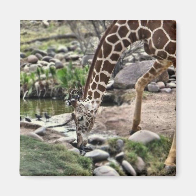 gracious giraffe magnet (Front)