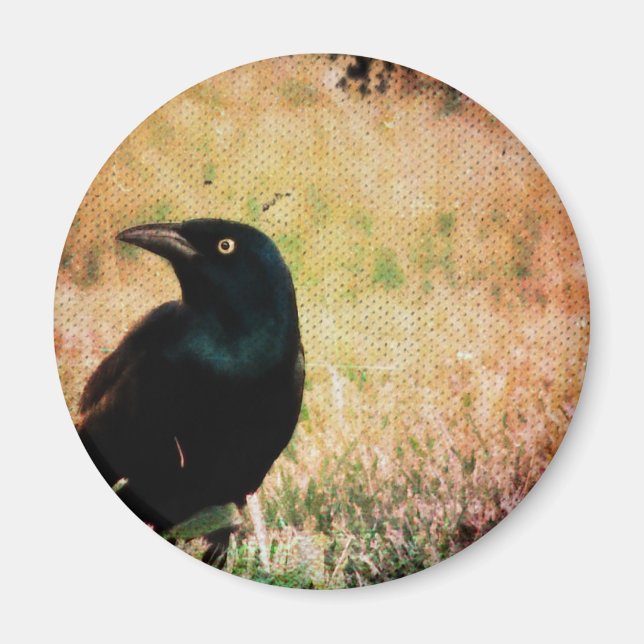 Grackle 3 magnet (Front)