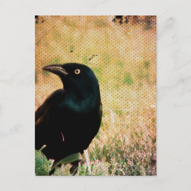 Grackle 3 postcard (Front)