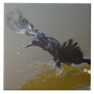 Grackle Bird Crow splashing in water Tile