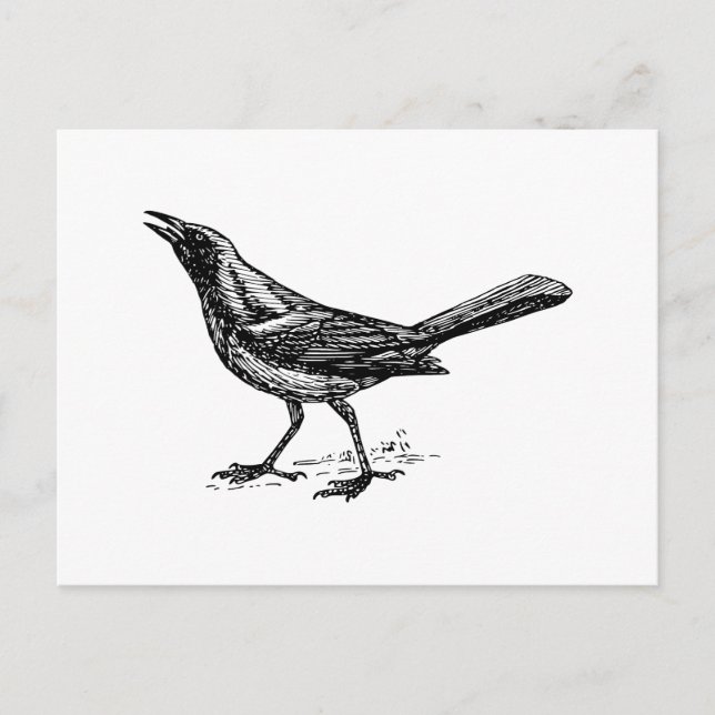 Grackle Bird Vintage Sketch Postcard (Front)