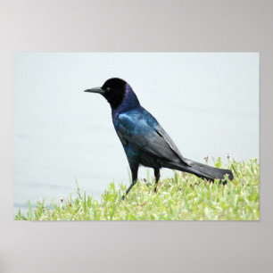 Grackle or Crow Poster