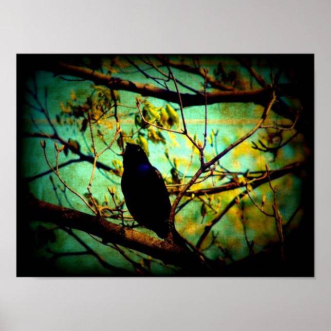Grackle Poster (Front)