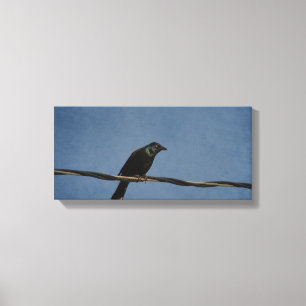 Grackle Power Canvas Print