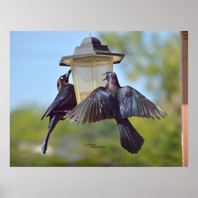 Grackles crows birds Bird feeder Poster (Front)