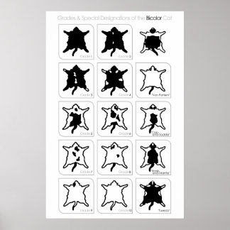 Grades and Special Designations of the Bicolor Cat Poster