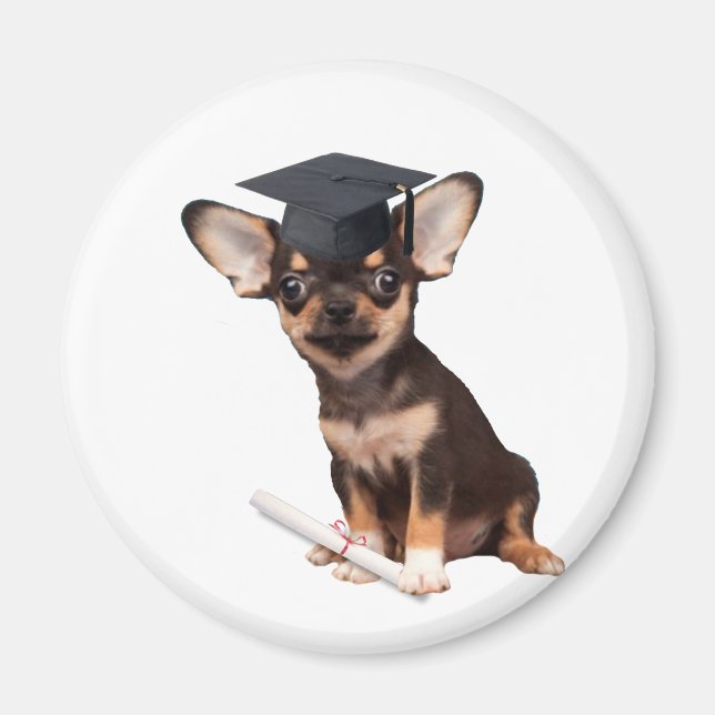 Graduation Chihuahua dog Magnet (Front)