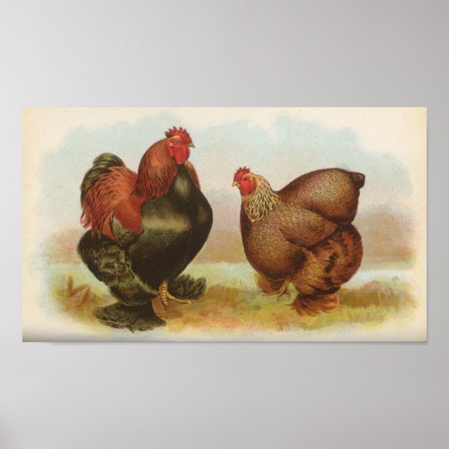 Graham - Partridge Cochin Chickens Portfolio Poster (Front)