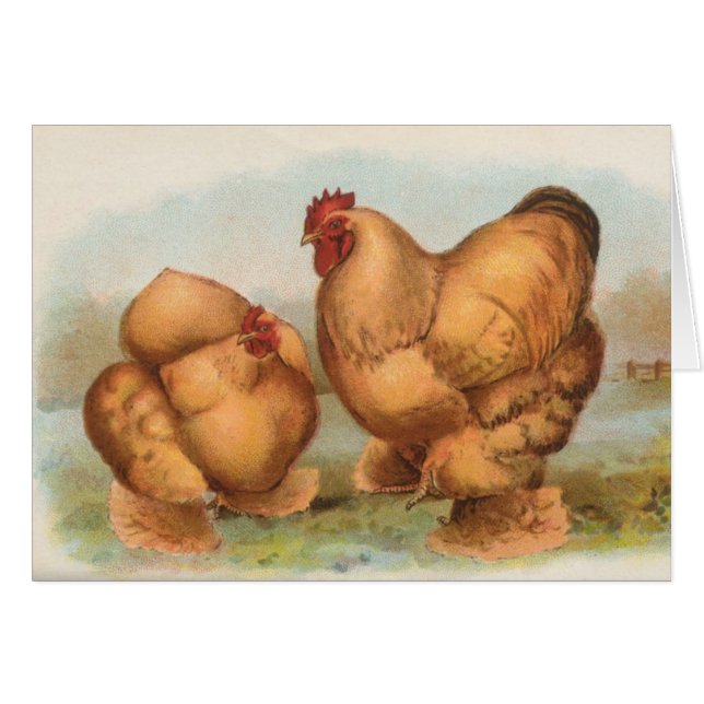 Graham - poulets de couleur chamois de Cochin (Devant horizontal)