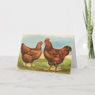 Graham — Rhode Island Red Chickens Card