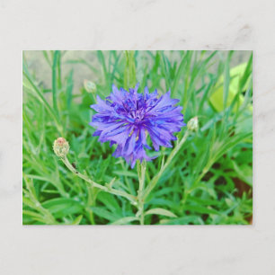 grain flower postcard