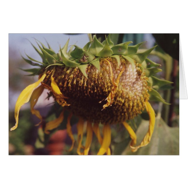 Graine de tournesol géant Mourir Carte de voeux au (Devant horizontal)