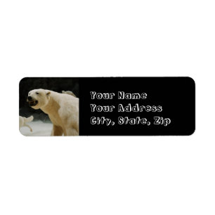 Graine d'ours polaire