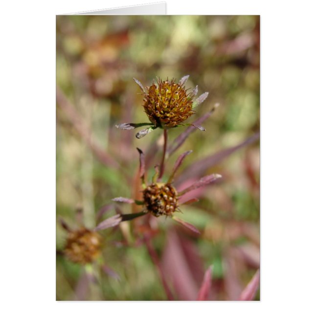 Graines de changement (Devant)