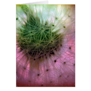 Graines de Dandelion