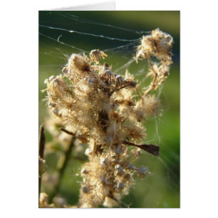 Graines de mauvaises herbes et araignée Web