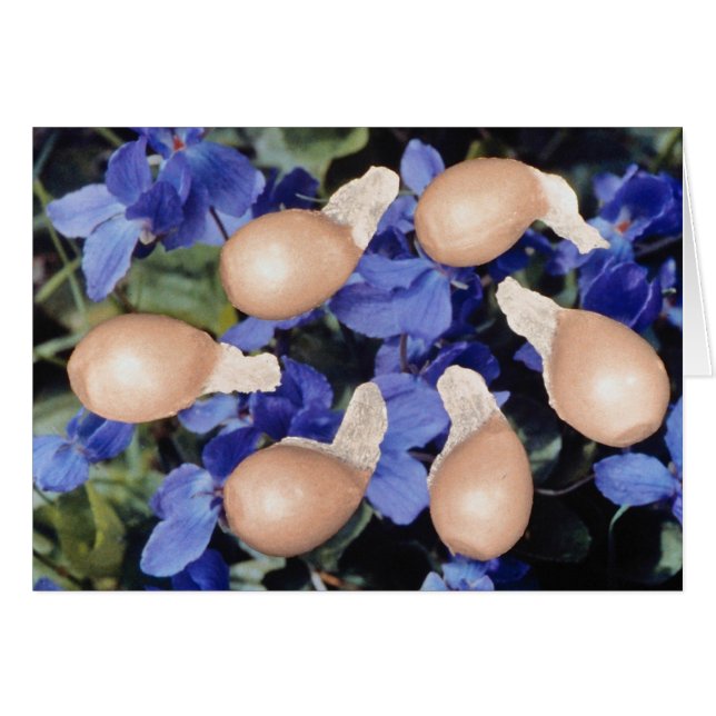 Graines de violet jaune (Viola papilionacea) (Devant horizontal)