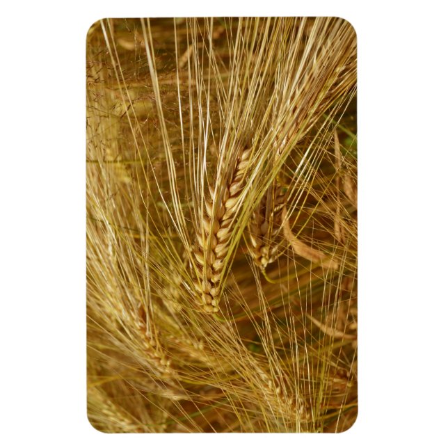 Grains of wheat in the field.  It’s Harvest Time!  Magnet (Vertical)