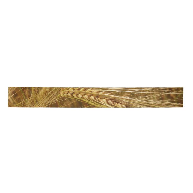 Grains of wheat in the field.  It’s Harvest Time!  Satin Ribbon (Front)