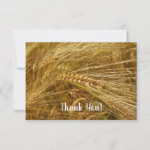 Grains of wheat in the field.  It’s Harvest Time!