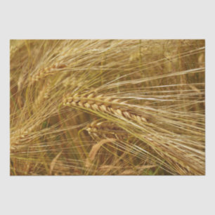 Grains of wheat in the field.  It’s Harvest Time!  Tissue Paper