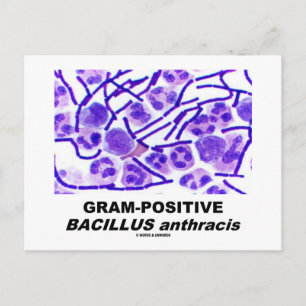 Gram-Positive Bacillus anthracis (Bacteria) Postcard