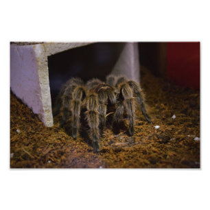 Grammostola Rosea Photo Print