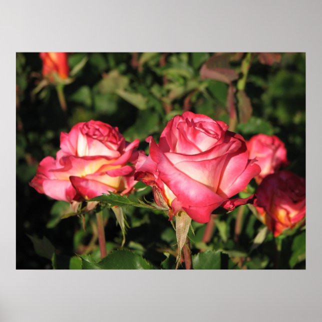 Granada Hybrid Tea Roses 045 Poster (Front)