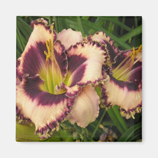 Grand aimant Daylily
