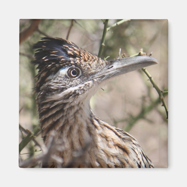 Grand aimant de roadrunner (Devant)
