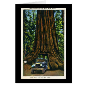 Grand arbre Wawona, verger de Mariposa, CA