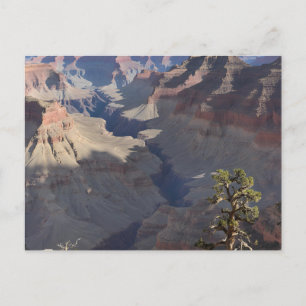 Grand Canyon (5) Postcard