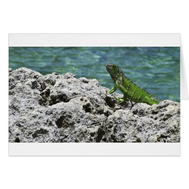 Grand Cayman Islands Green Iguana (Front Horizontal)