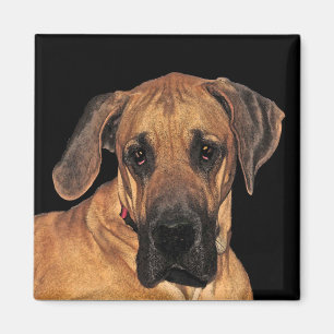 Grand chien Dane Magnets