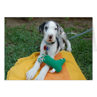 Grand chiot Dane