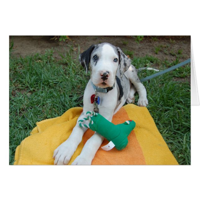 Grand chiot Dane (Devant horizontal)