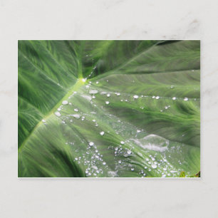 Grand congé vert avec carte postale d'eau