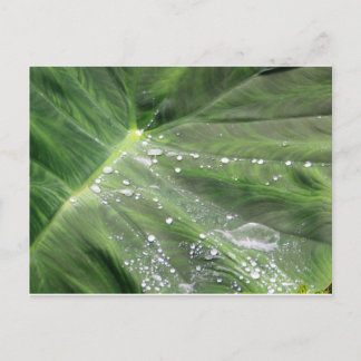 Grand congé vert avec carte postale d'eau