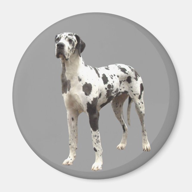 Grand Dane Harlequin Magnet (Devant)