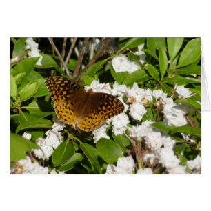 Grand Fritillaire en éperon sur le Laurel de monta