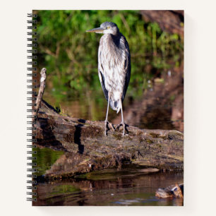 Grand Héron bleu sur un cahier de photo journal en