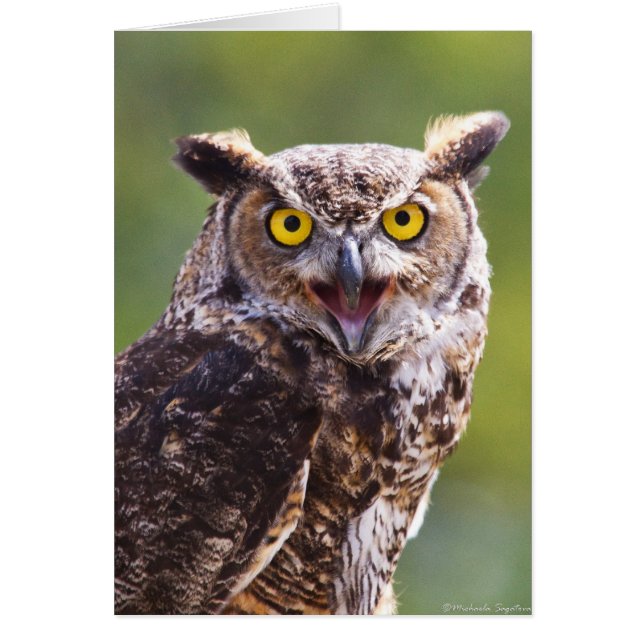 Grand hibou à cornes (Devant)