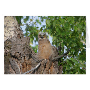 Grand hibou à cornes de débutant